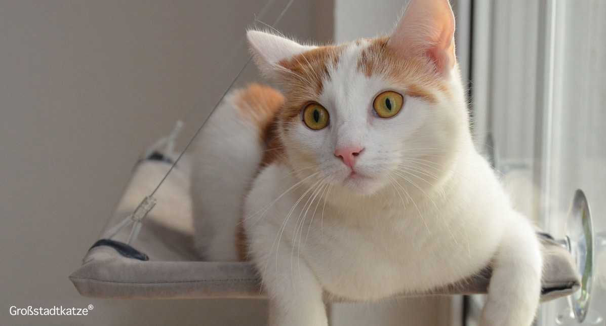 You are currently viewing Tierarztbesuch