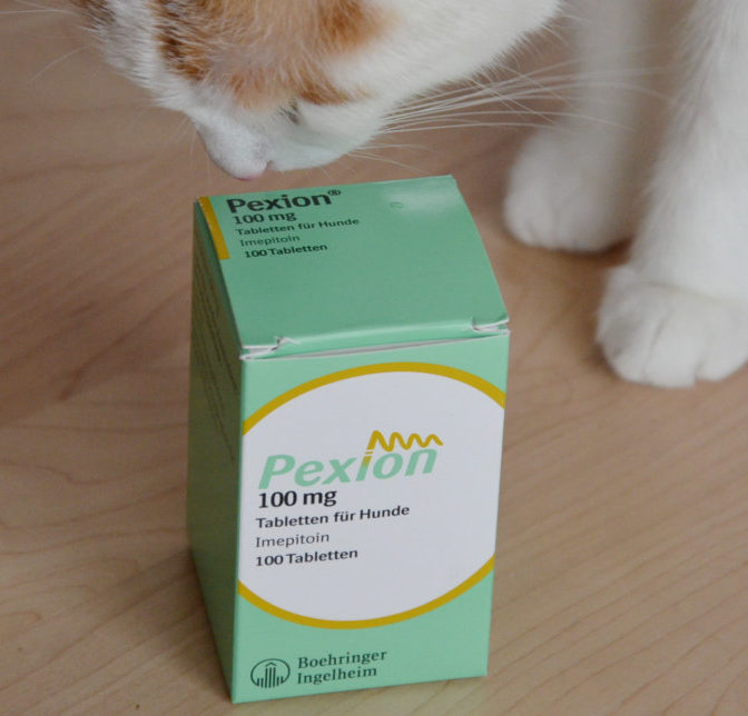 Antiepileptika Pexion 100 mg Epilepsie Katze Medikament Pexion 100 mg